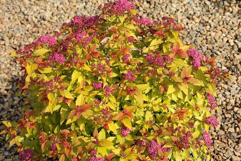 Gold flame Spirea 2 Gal